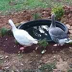 Git'an Perigord La Bohemienne منزل للإقامة *
