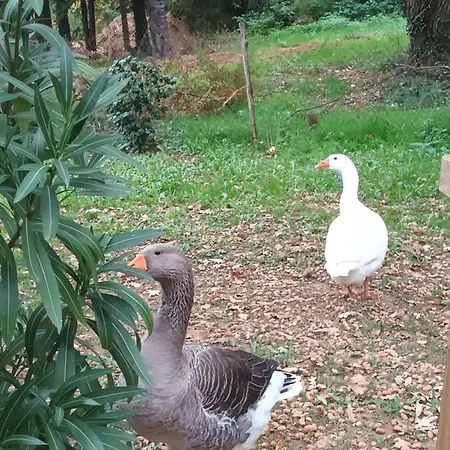 Git'an Périgord La Bohémienne