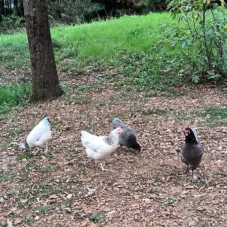 Git'an Perigord La Bohemienne Groléjac