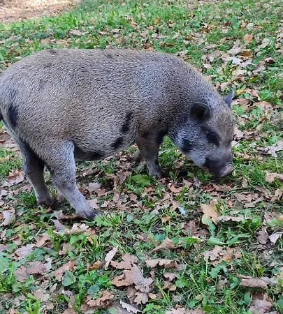 Homestay Git'an Perigord La Bohemienne