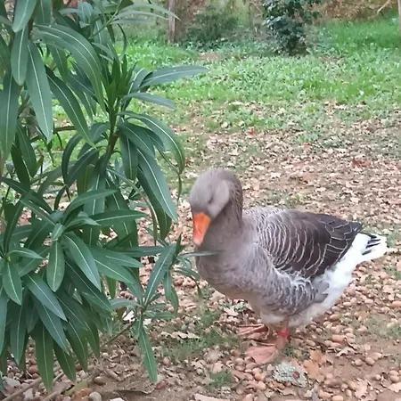 Git'an Périgord La Bohémienne *