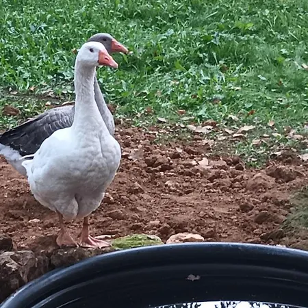 Git'an Périgord La Bohémienne