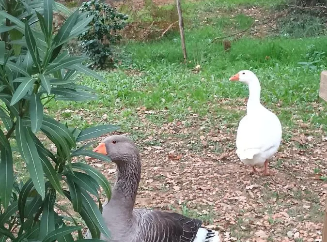 Git'an Perigord La Bohemienne