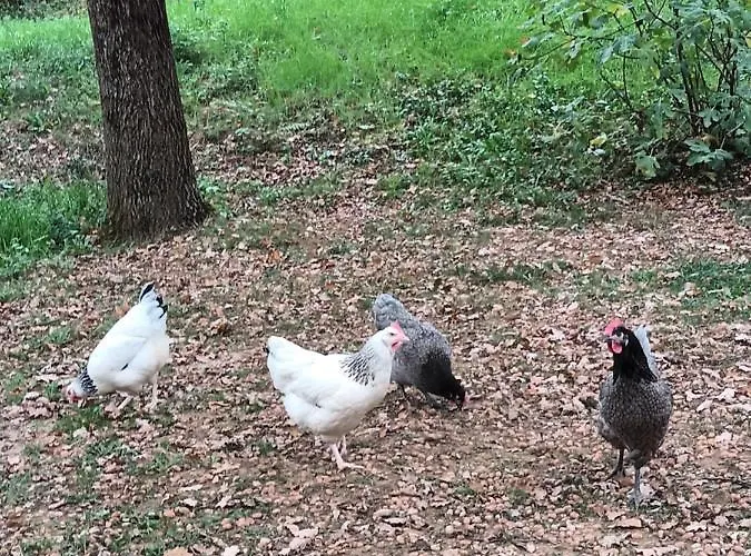 Git'an Perigord La Bohemienne Groléjac