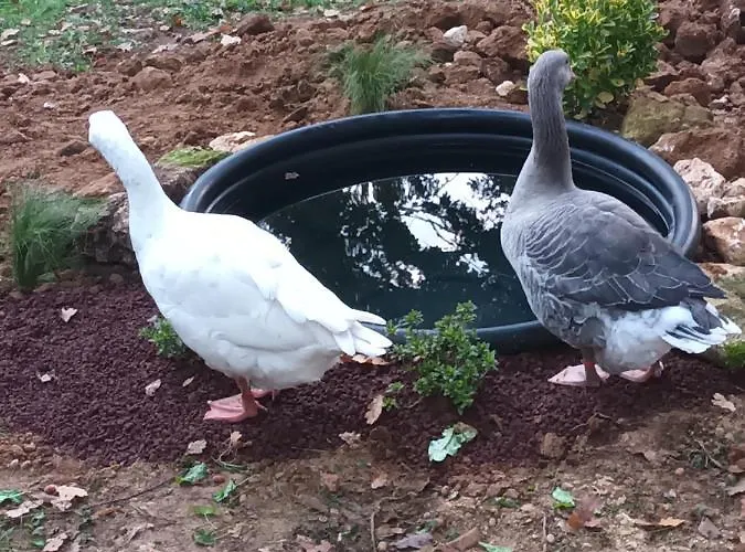 Git'an Périgord La Bohémienne Séjour chez l'habitant *