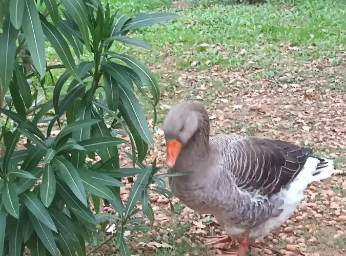 Git'an Périgord La Bohémienne *
