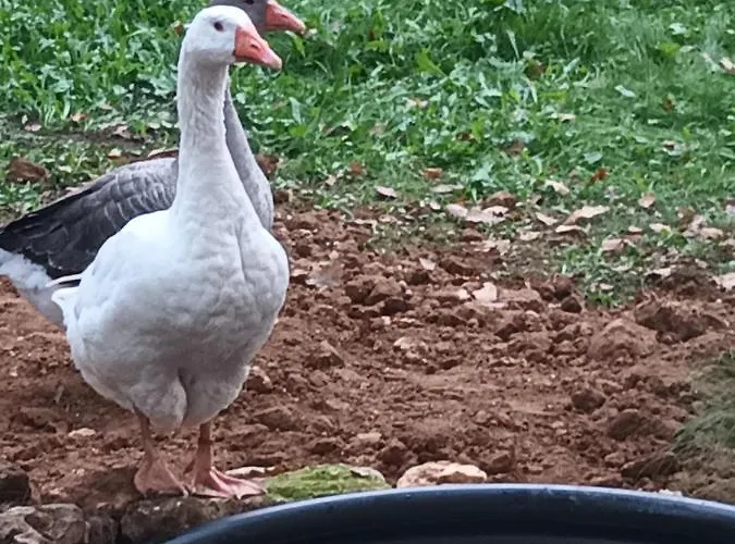 Git'an Périgord La Bohémienne