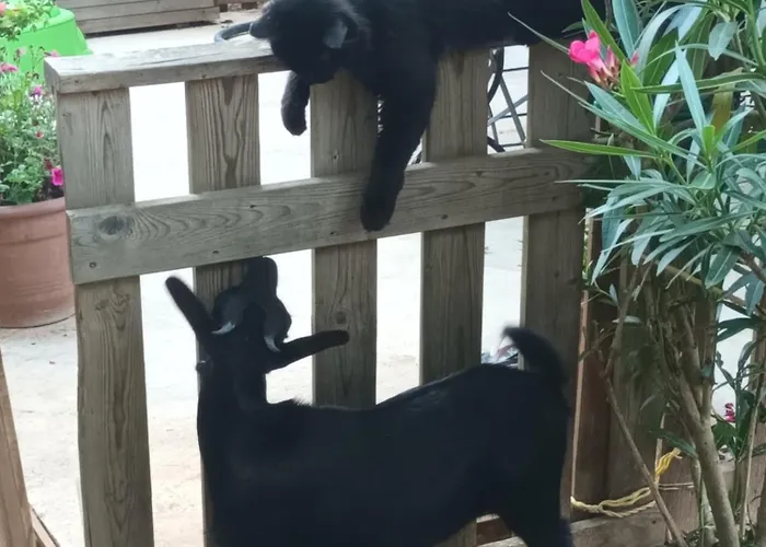 Git'an Périgord La Bohémienne Groléjac